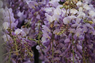 Close-up of purple flowering plants