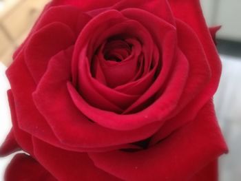 Close-up of red rose