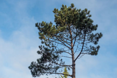 Low angle view of tree against sky