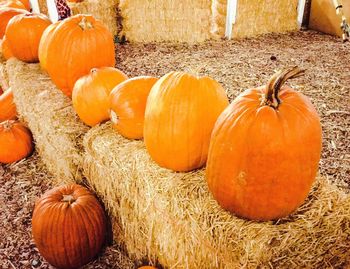 Close-up of pumpkin with orange pumpkins