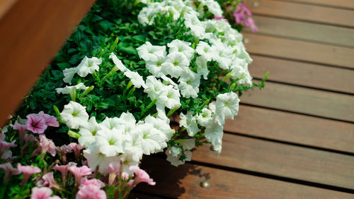 Close-up of white flower pot