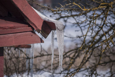 Close-up of tree branches during winter