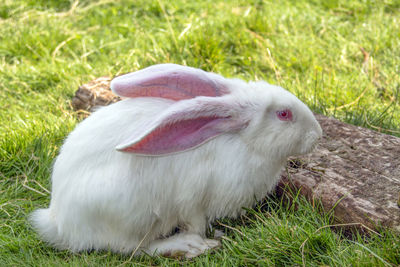 Close-up of white rabbit on field