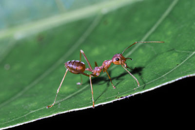 Close-up of insect on leaf