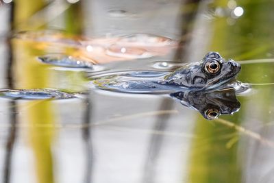 Close-up of turtle swimming in lake