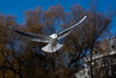 Low angle view of seagull flying