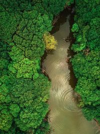 High angle view of plants growing on land