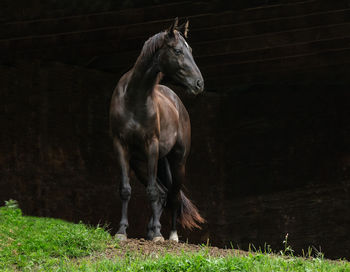 Horse standing in a field