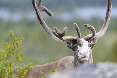 Close up of a young reindeer with a white patch on his face