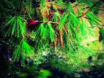 Trees growing in forest