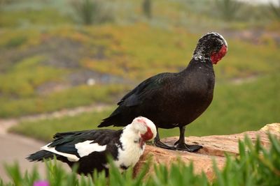 Close-up of birds perching on a plant