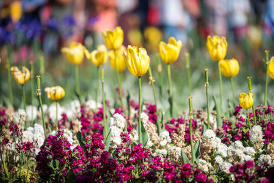 Close-up of fresh yellow flowers in field