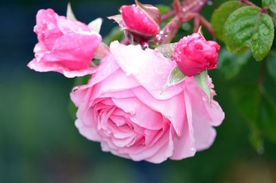 Close-up of pink roses