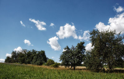 Trees on field against sky