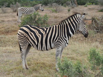 Zebra standing on field