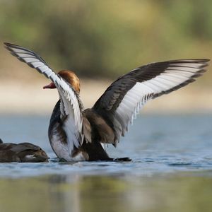 Bird flying over lake