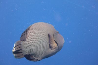 Close-up of fish swimming in sea