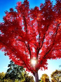 Low angle view of trees