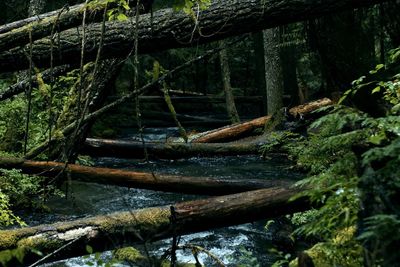 Wooden log in river amidst trees in forest