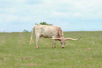 Horse grazing on field against sky