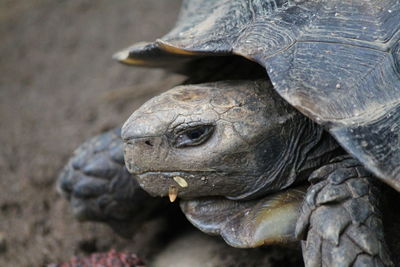 Close-up of turtle