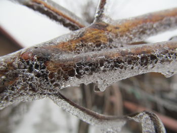 Close-up of spider web on plant