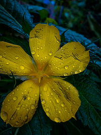 Close-up of raindrops on yellow leaf