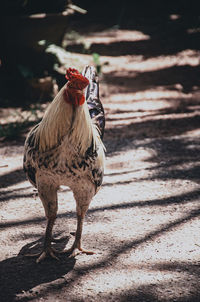 Close-up of rooster