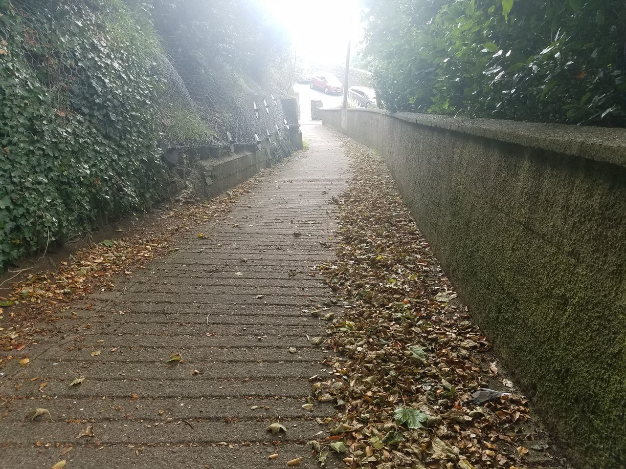 VIEW OF FOOTPATH ALONG PLANTS