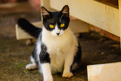Portrait of cat sitting outdoors