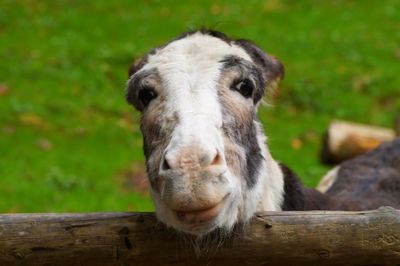 Close-up portrait of an animal