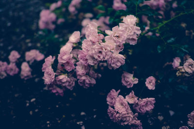 Close-up of pink flowers