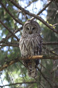 Close-up of owl perching on tree