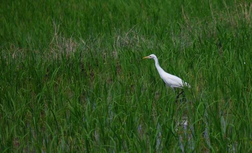 View of a bird on field