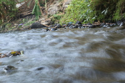 Scenic view of river flowing in forest