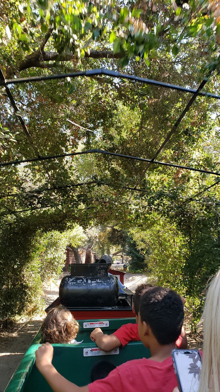 REAR VIEW OF MAN PHOTOGRAPHING WOMAN IN FOREST AGAINST TREES