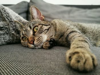 Close-up portrait of cat lying down