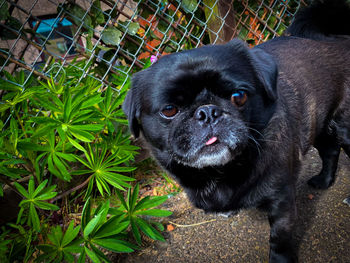 Portrait of black puppy