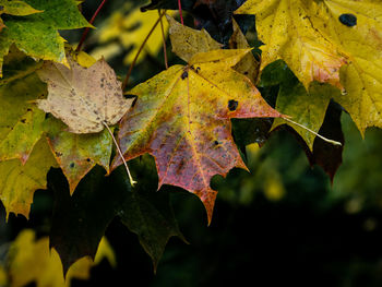 Autumn leaves 