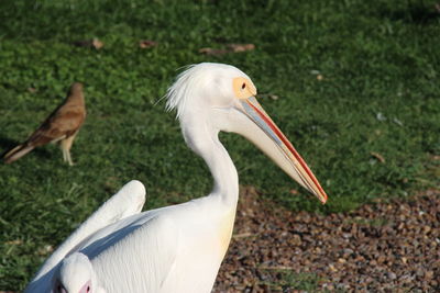 White bird on a field