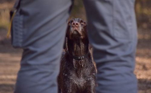 Midsection of man with dog