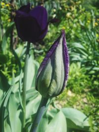 Close-up of purple flowers blooming outdoors