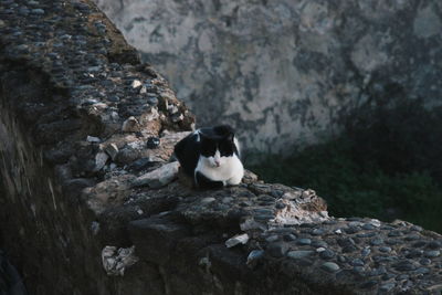 Cat sitting on rock