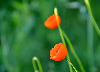 Close-up of orange poppy flower