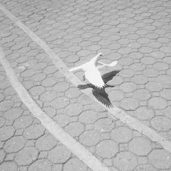 Seagull flying over cobblestone