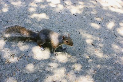 High angle view of squirrel on field