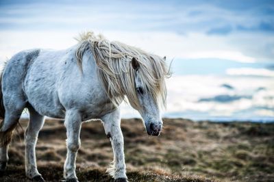 Cow grazing on field