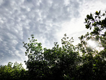 Low angle view of trees against cloudy sky
