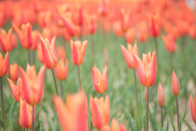 Close-up of pink flowering plants on field