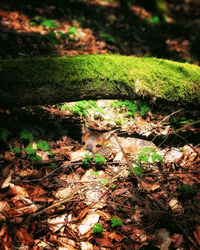 High angle view of cat on field in forest